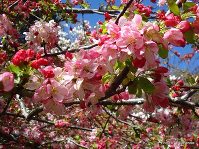 Malus floribunda